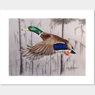 Mallard Duck Posters and Art